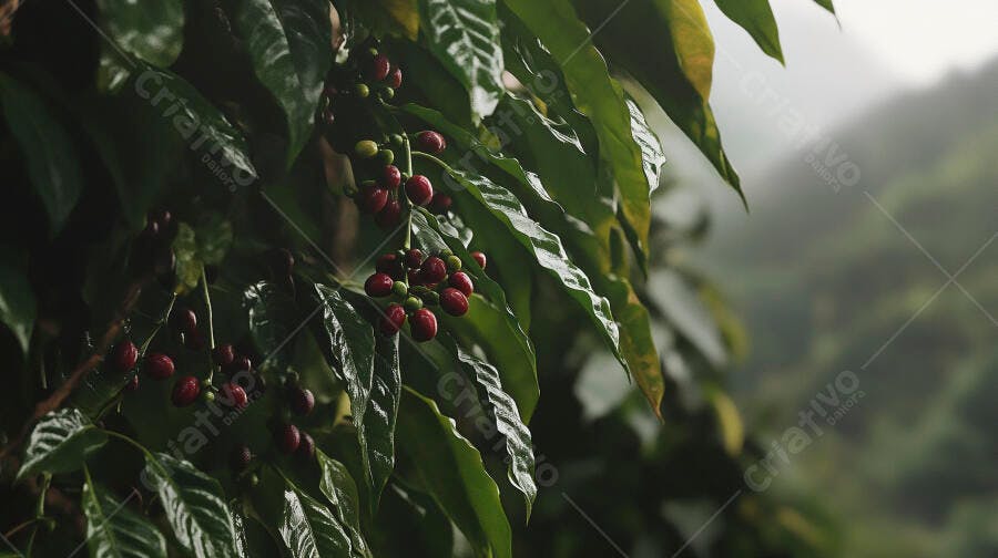 Café maduro em galho de planta verde em plantação nebulosa
