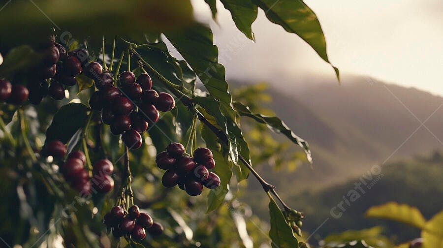 Cafezeiro com cerejas vermelhas maduras ao amanhecer na plantação