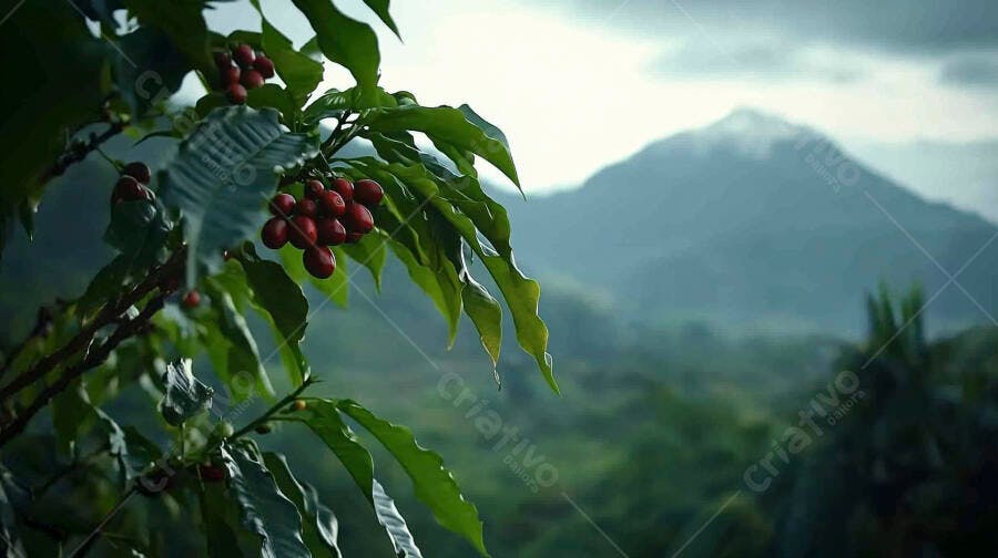 Cafeeiro com grãos vermelhos maduros em plantação montanhosa verde