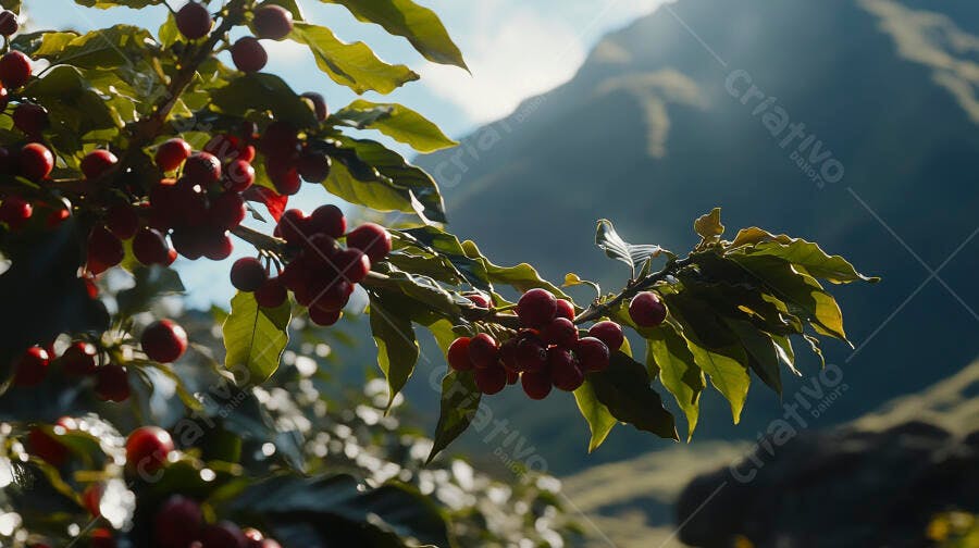 Grãos de café vermelhos em ramo verde na plantação montanhosa sob sol