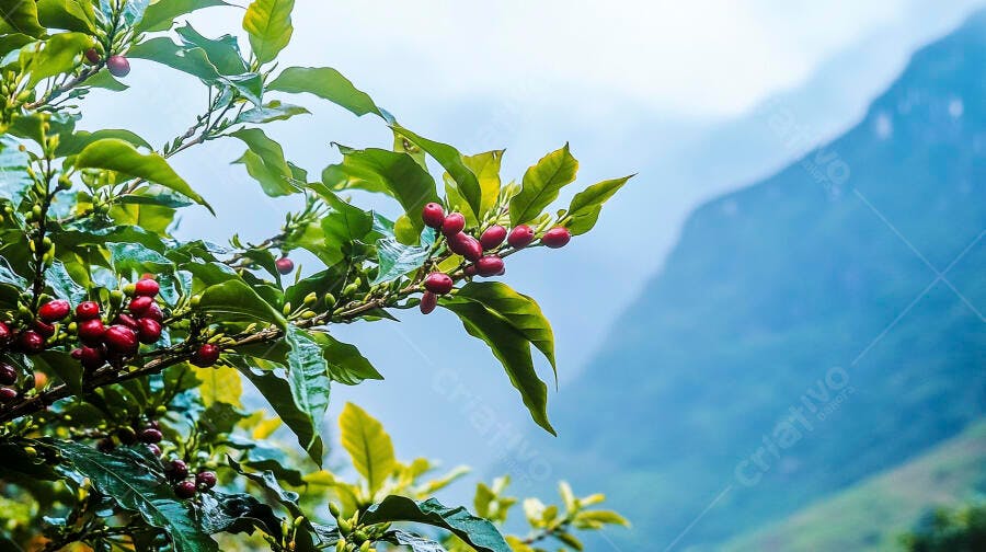 Grãos de café maduros vermelhos em planta verde vibrante na montanha