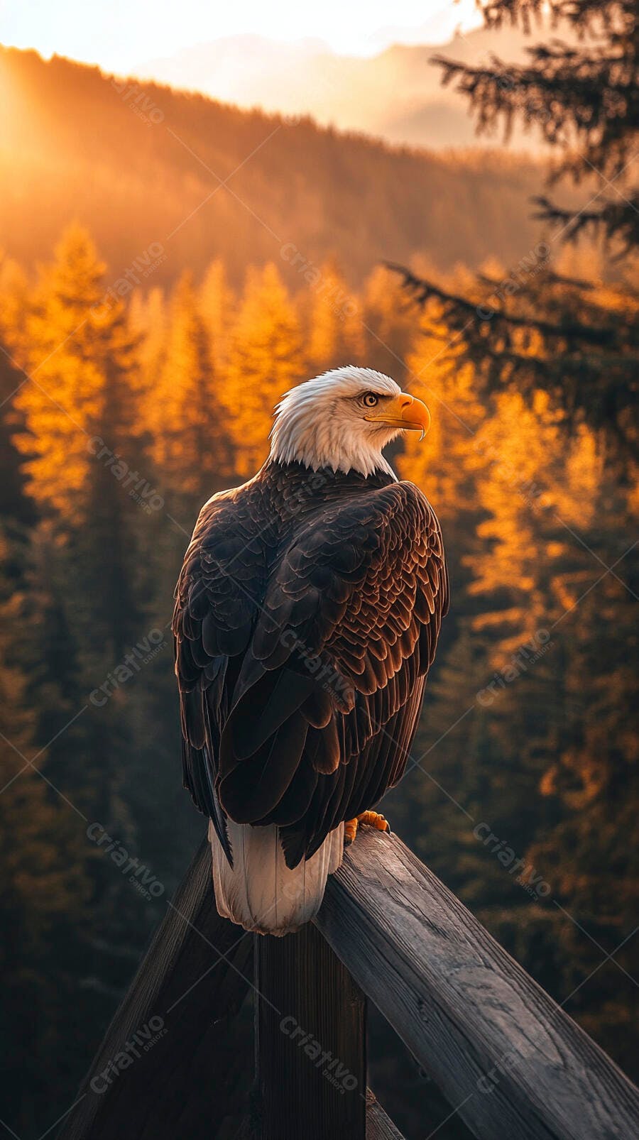 Águia-careca majestosa empoleirada em paisagem montanhosa ao pôr do sol dourado