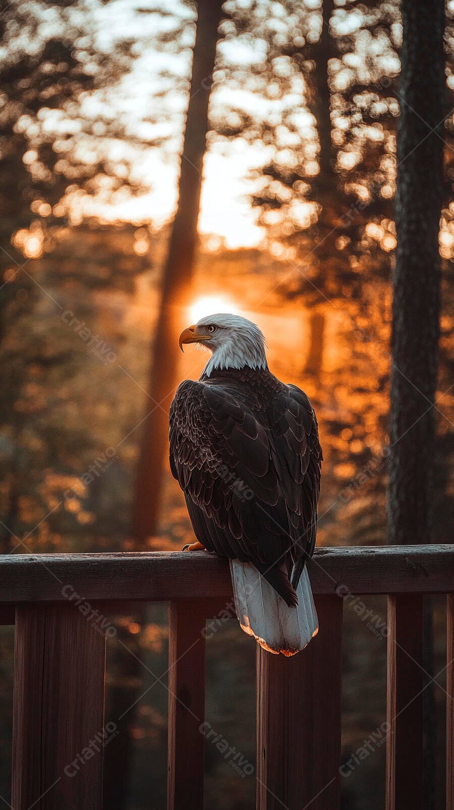 Águia-careca majestosa em corrimão de madeira ao pôr do sol dourado