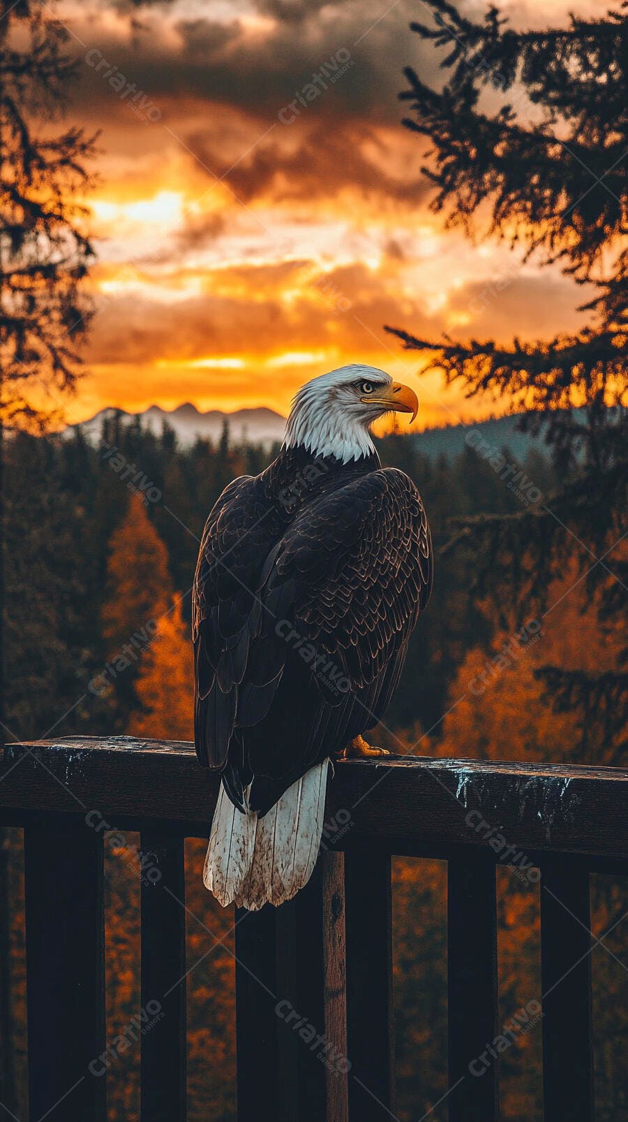Águia-careca majestosa em pôr do sol alaranjado sobre montanhas