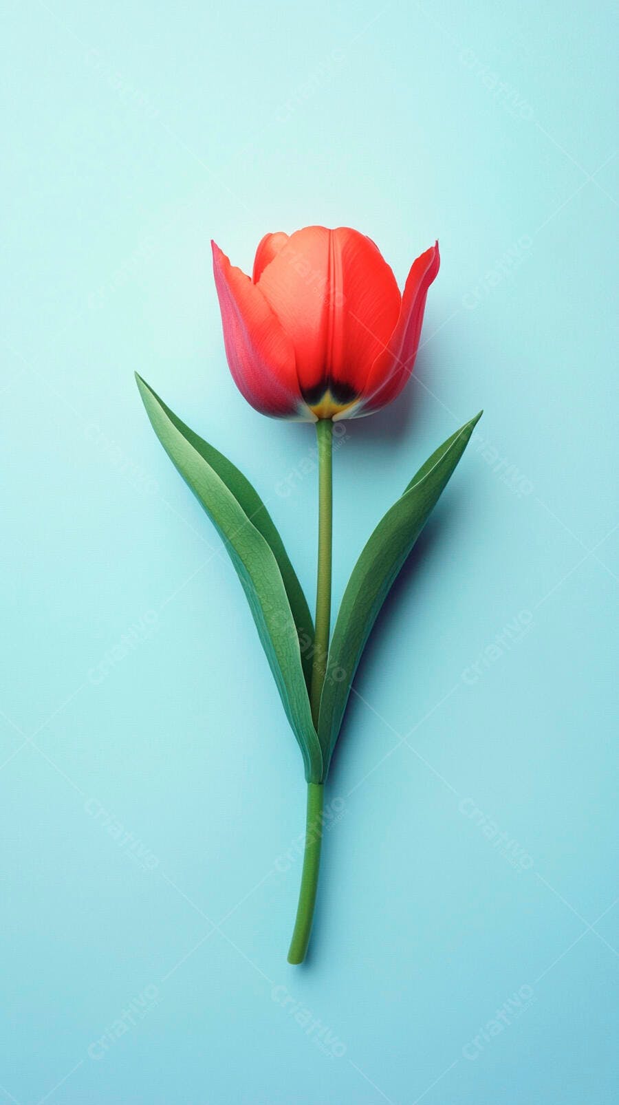 Tulipa vermelha vibrante sobre fundo azul claro minimalista