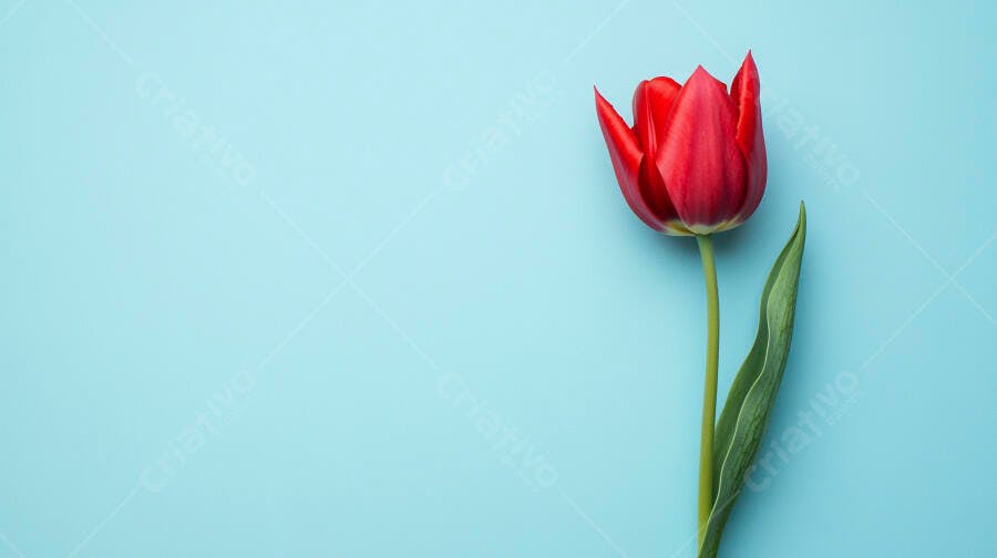 Tulipa vermelha única com folha verde sobre fundo azul claro minimalista