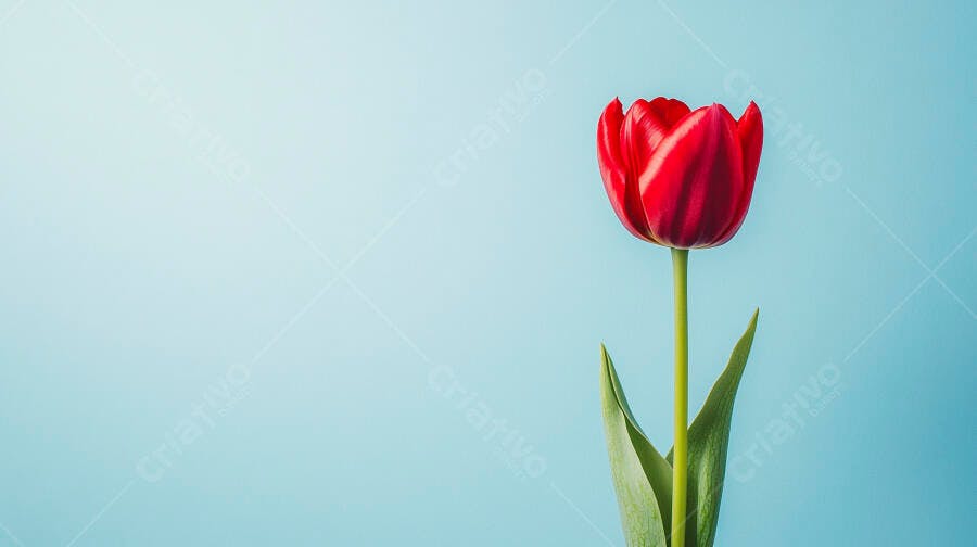 Tulipa vermelha vibrante em fundo azul claro minimalista