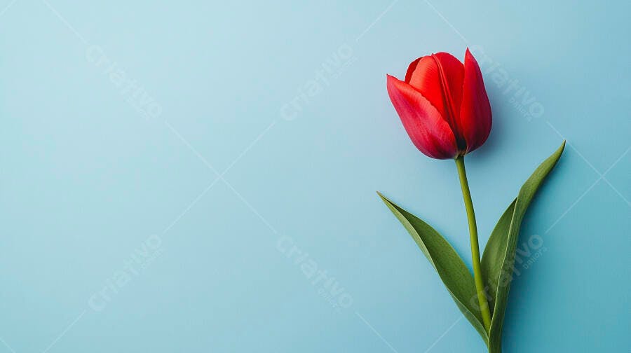Tulipa vermelha vibrante em fundo azul pastel minimalista