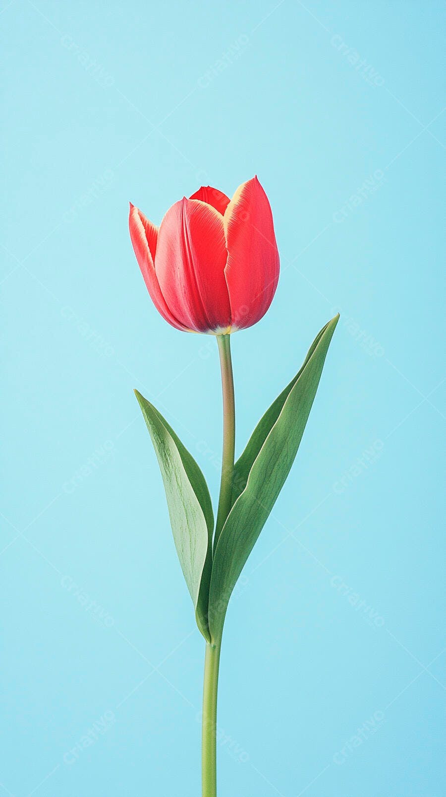 Tulipa vermelha vibrante com fundo azul claro minimalista