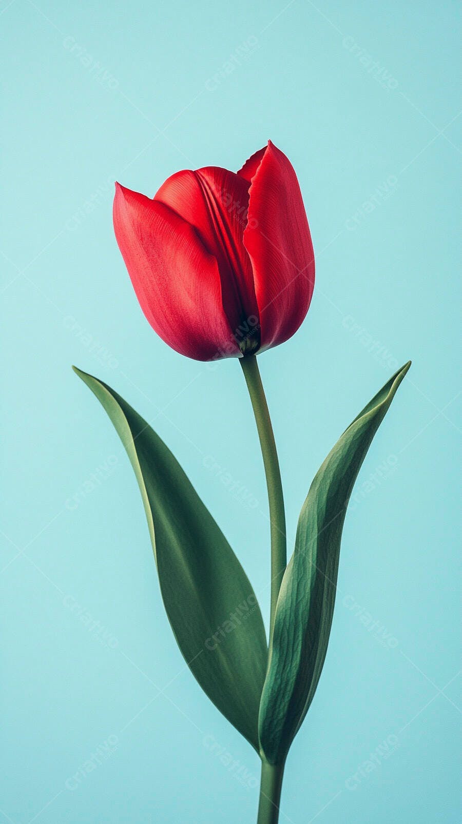 Tulipa vermelha vibrante com folhas verdes em fundo azul claro