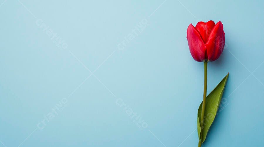 Tulipa vermelha vibrante com folha verde em fundo azul claro minimalista