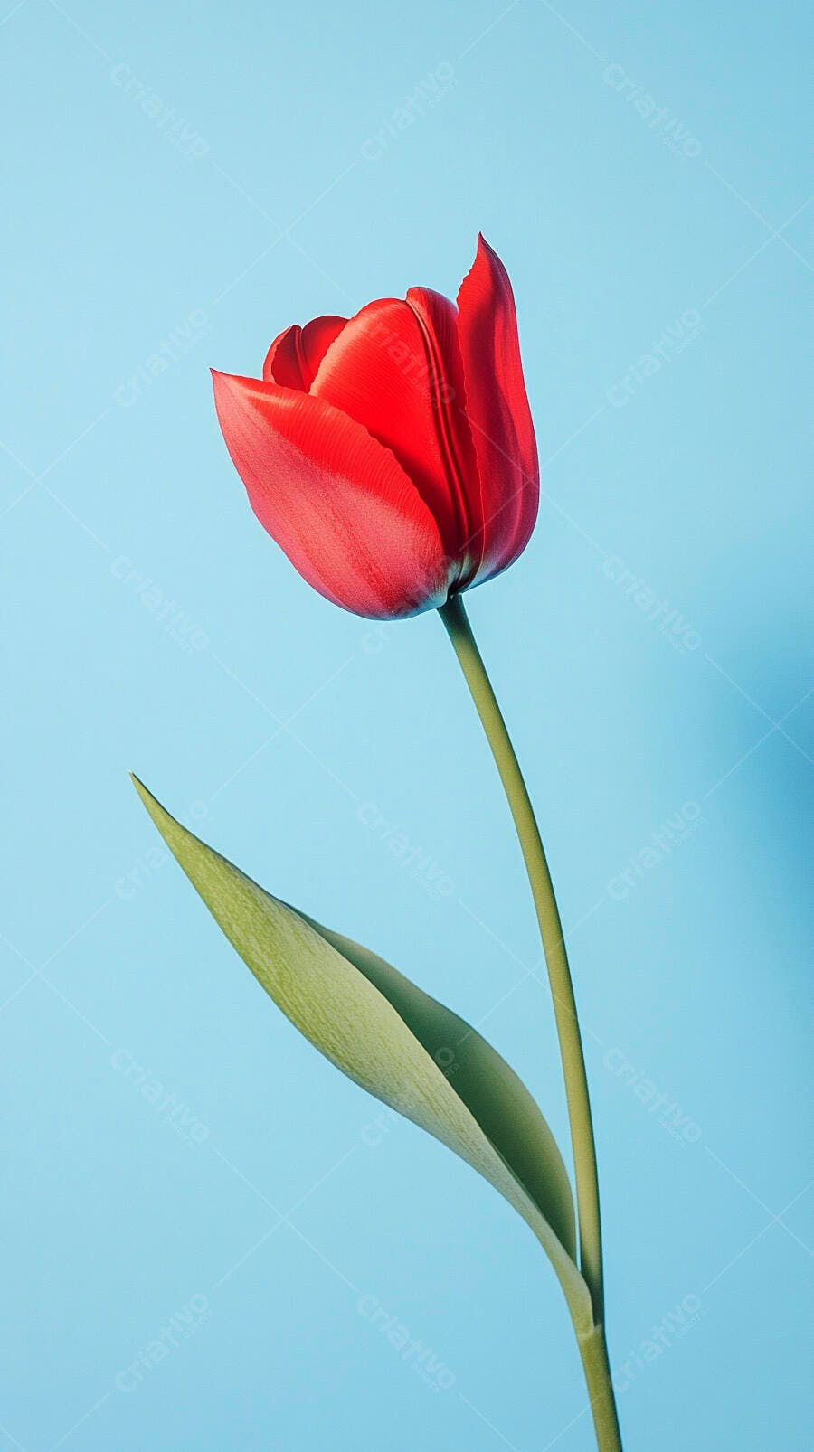Tulipa vermelha vibrante com haste verde em fundo azul claro