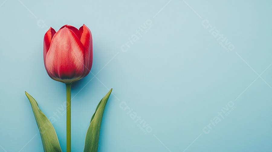Tulipa vermelha vibrante em fundo azul claro minimalista