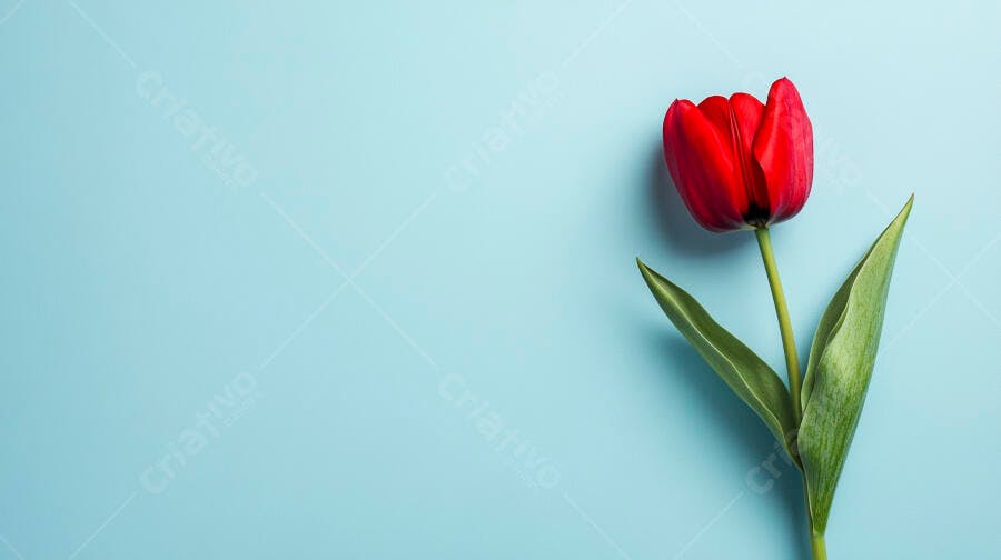 Tulipa vermelha vibrante com folhas verdes em fundo azul claro