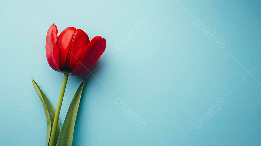 Tulipa vermelha vibrante em fundo azul claro minimalista