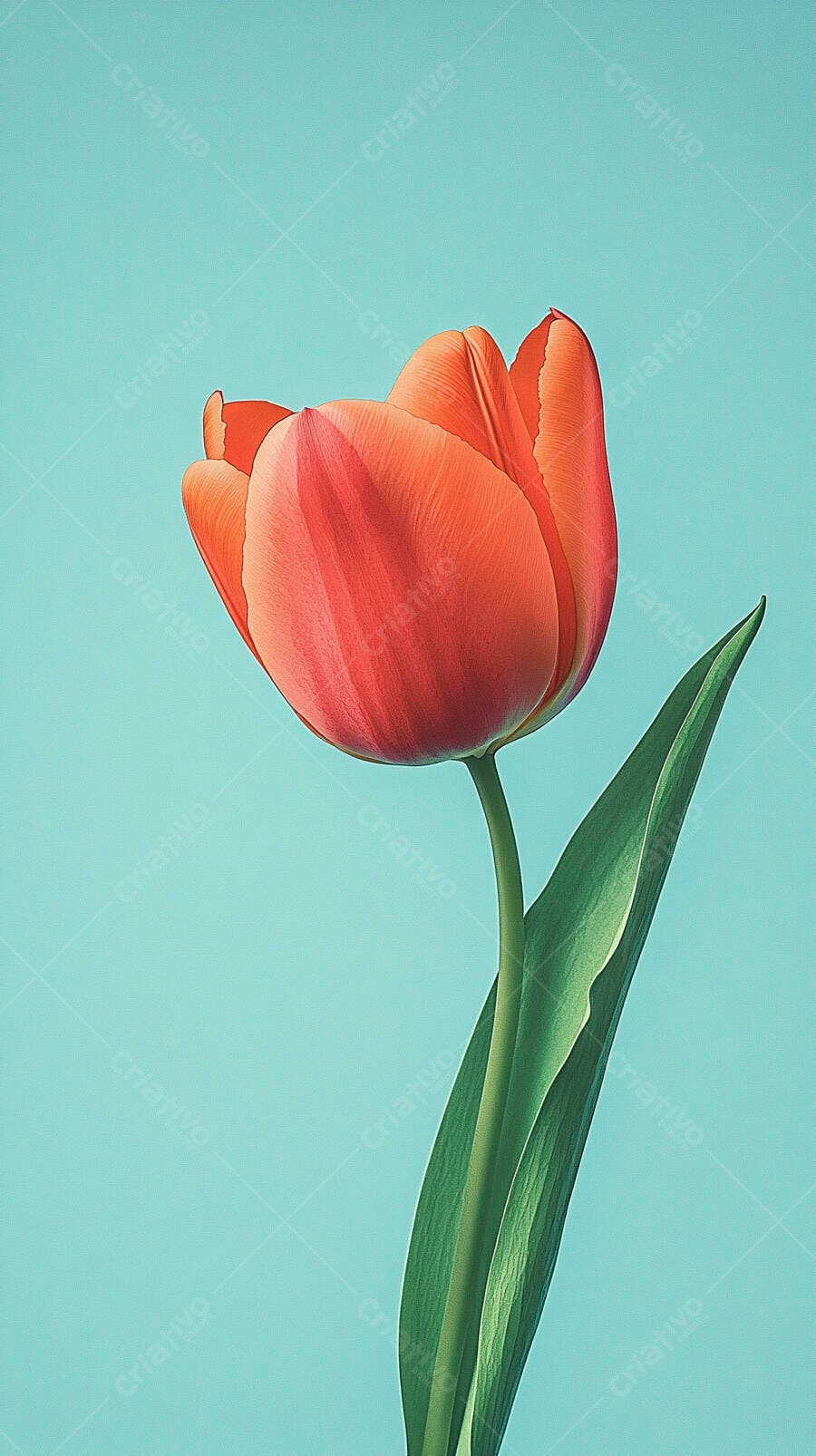 Tulipa laranja vibrante com haste verde em fundo azul claro