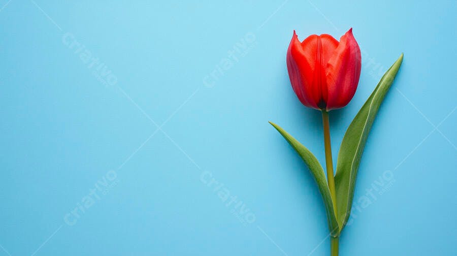 Tulipa vermelha vibrante com haste verde em fundo azul claro