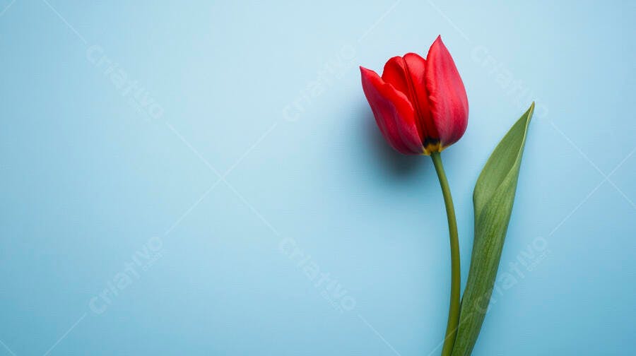 Tulipa vermelha vibrante com folha verde em fundo azul claro minimalista