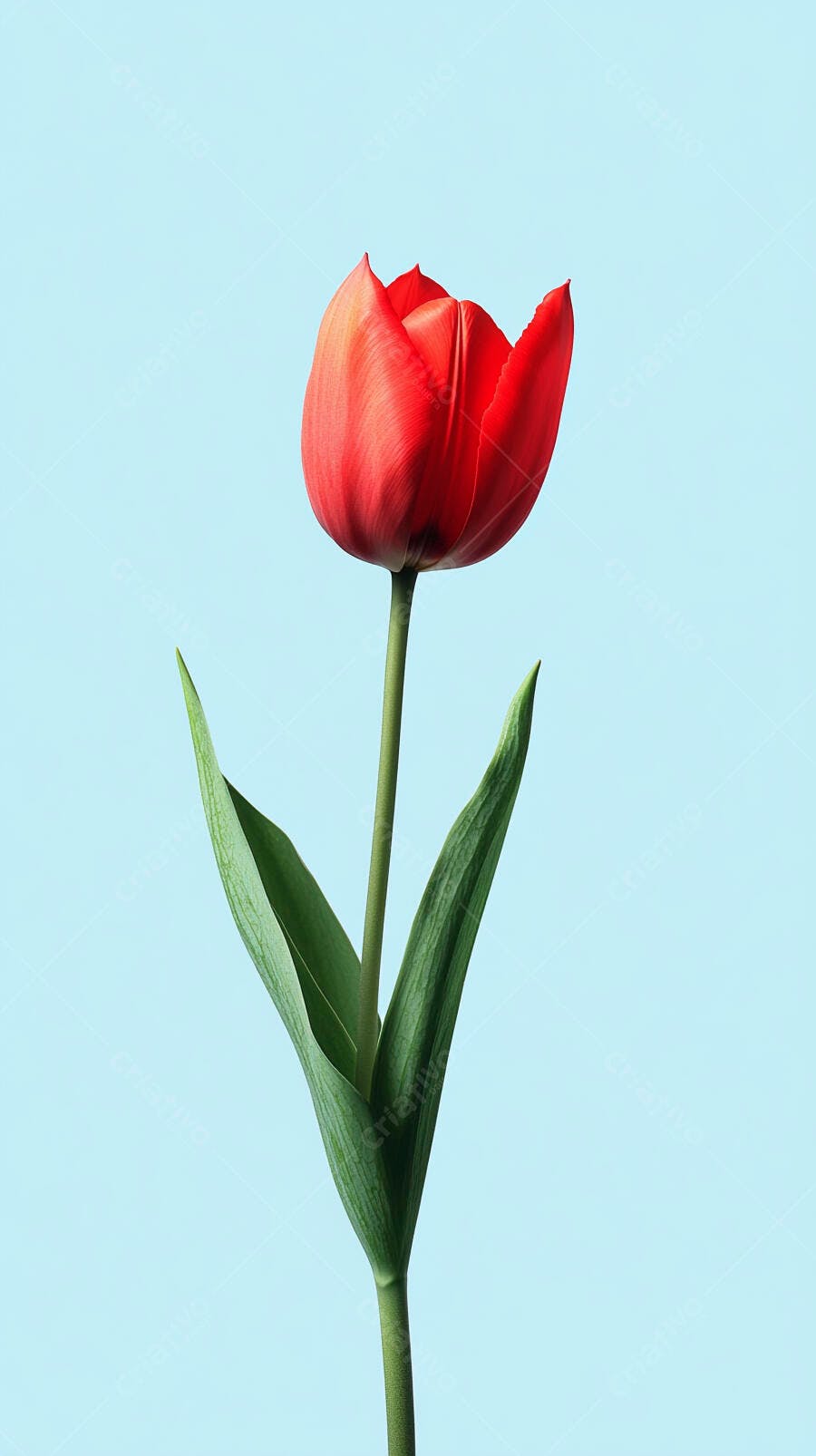 Tulipa vermelha vibrante com haste verde em fundo azul claro