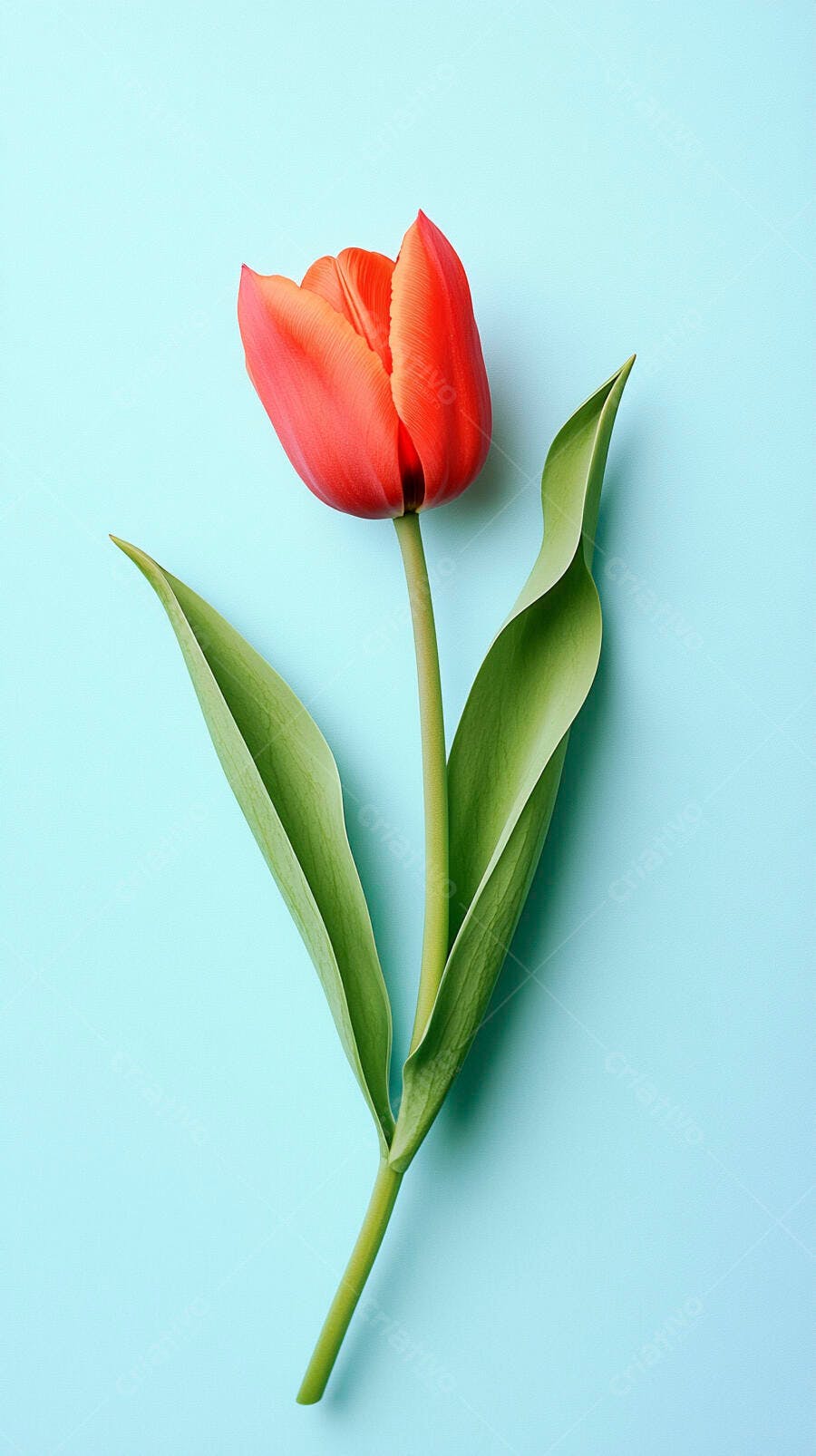 Tulipa vermelha laranja com folhas verdes em fundo azul claro minimalista