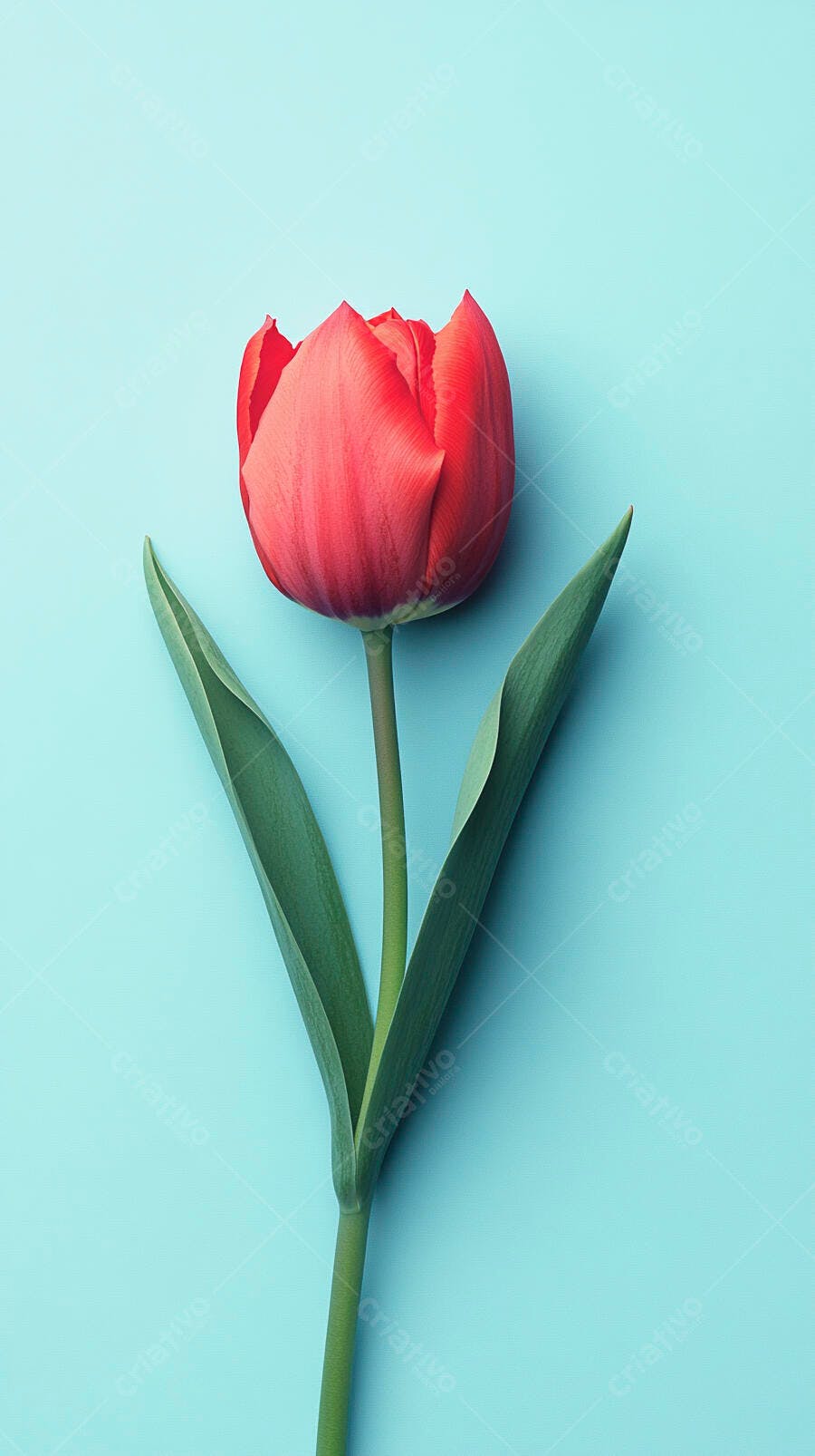 Tulipa vermelha vibrante com folhas verdes em fundo azul pastel