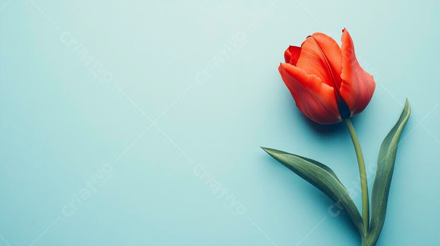 Tulipa vermelha vibrante com folhas verdes em fundo azul claro