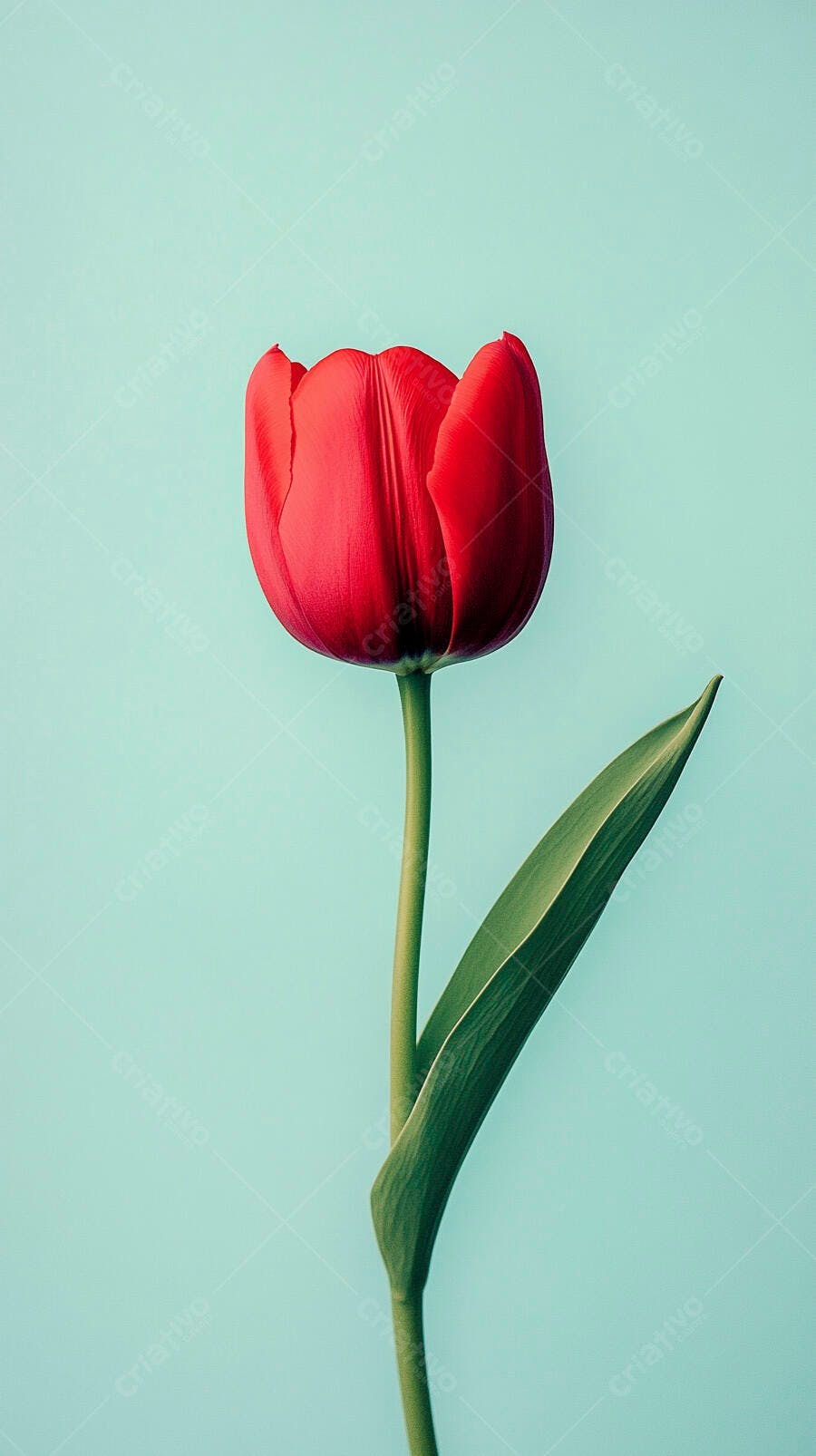Tulipa vermelha vibrante com haste verde em fundo azul claro minimalista