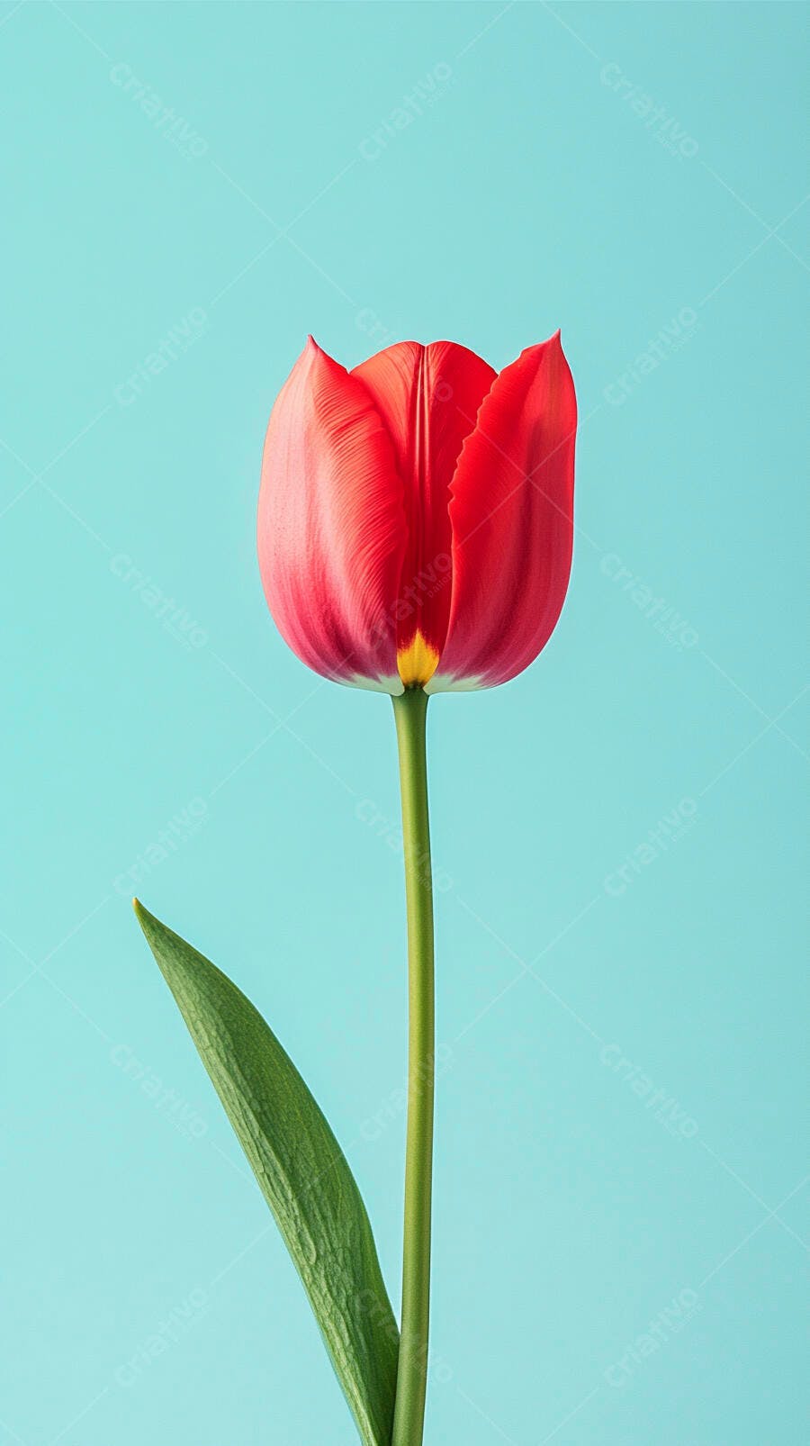 Tulipa vermelha vibrante com folha verde em fundo azul turquesa