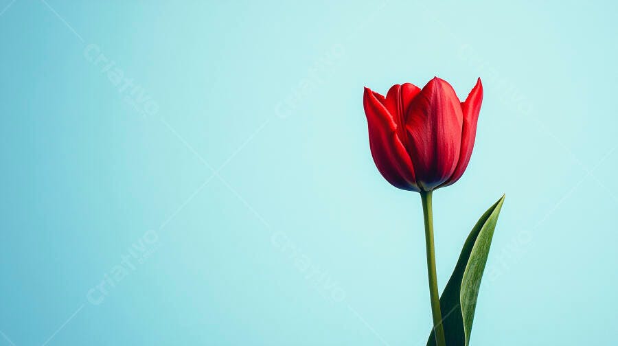 Tulipa vermelha vibrante em fundo azul claro minimalista
