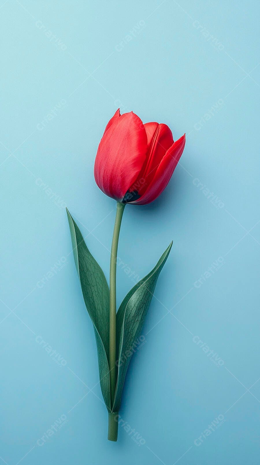 Tulipa vermelha vibrante com folhas verdes em fundo azul claro minimalista