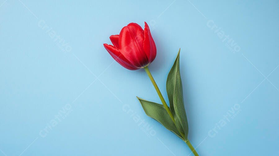 Tulipa vermelha vibrante com haste verde em fundo azul claro minimalista
