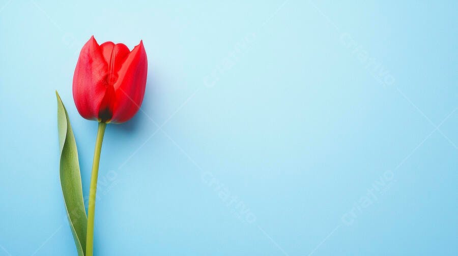 Tulipa vermelha vibrante com folha verde em fundo azul claro minimalista