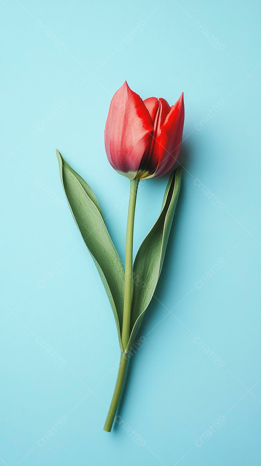 Tulipa vermelha vibrante com folhas verdes em fundo azul claro minimalista