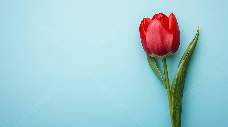 Tulipa vermelha vibrante com haste verde em fundo azul claro