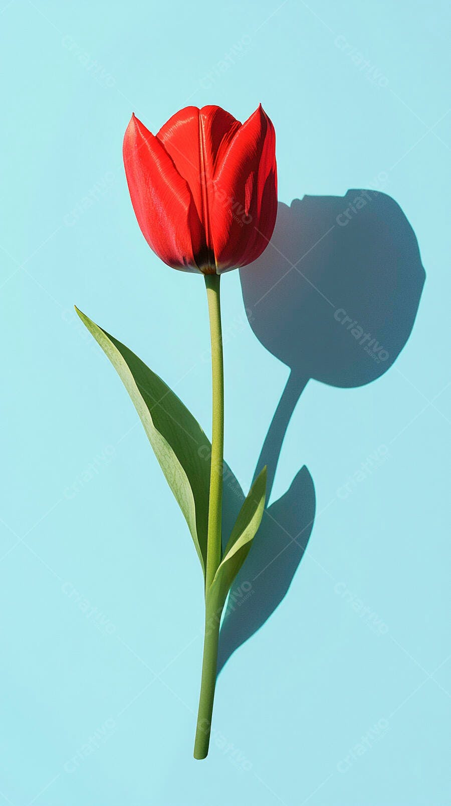 Tulipa vermelha individual em fundo azul claro com sombra marcante