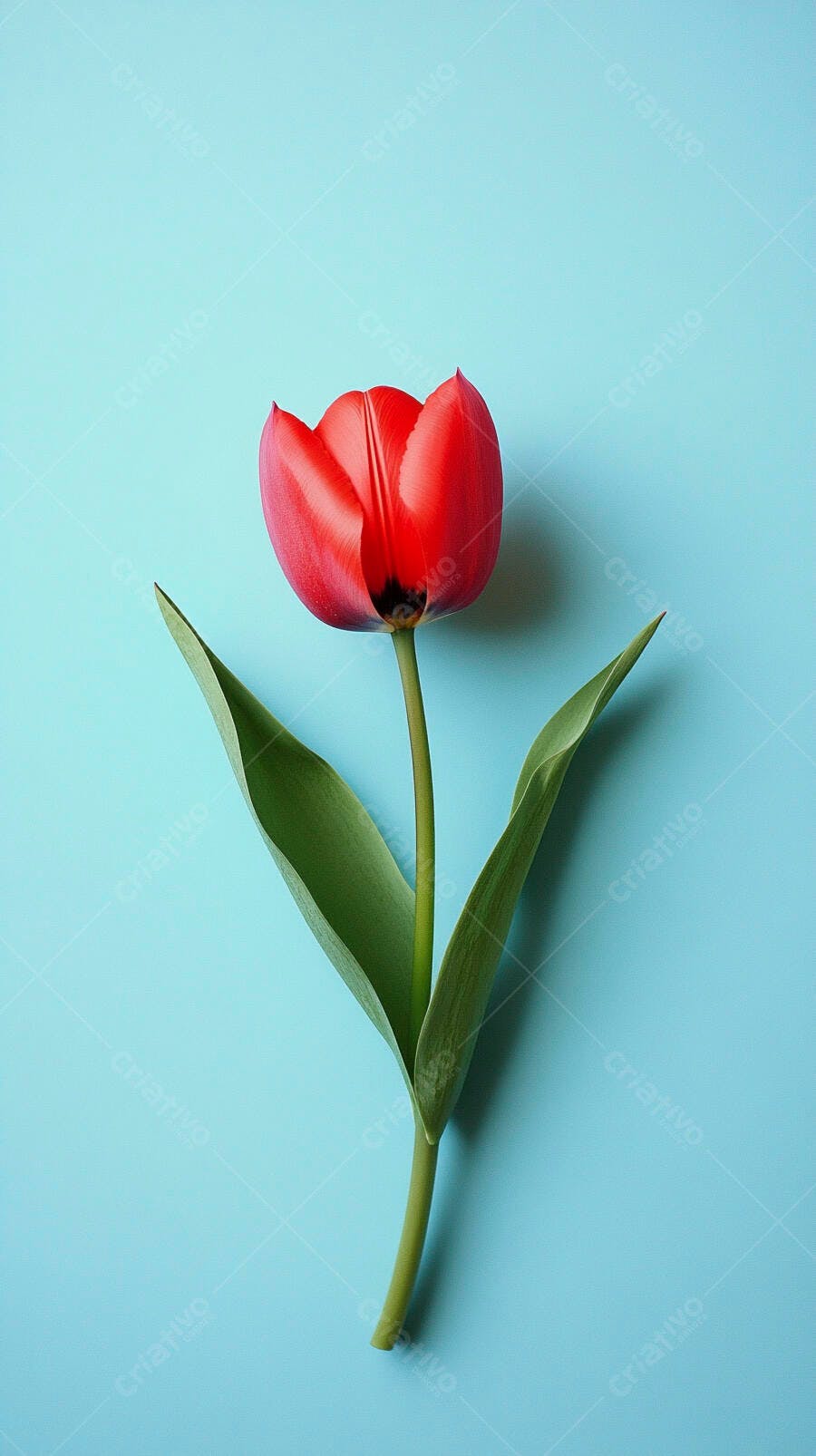 Tulipa vermelha vibrante em fundo azul claro minimalista