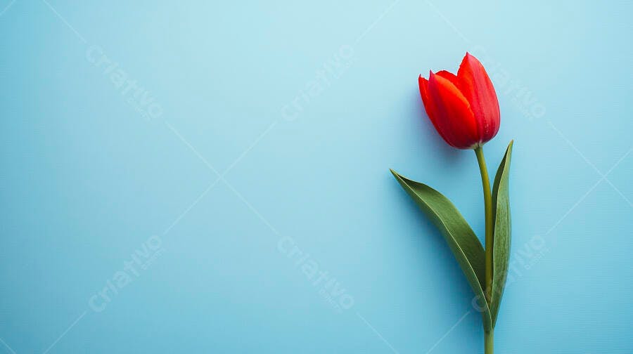 Tulipa vermelha vibrante sobre fundo azul claro minimalista
