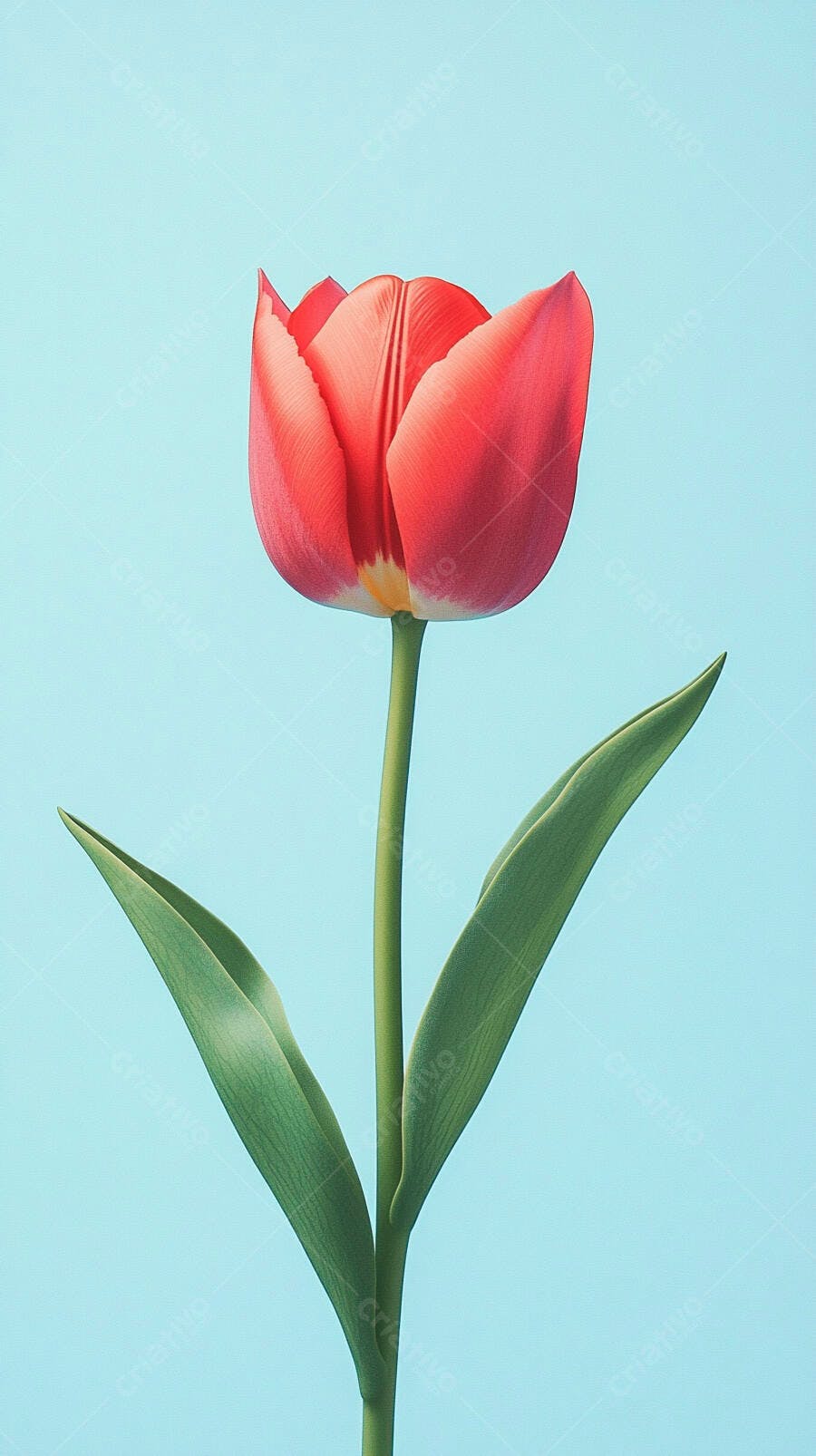 Tulipa vermelha vibrante em fundo azul pastel minimalista