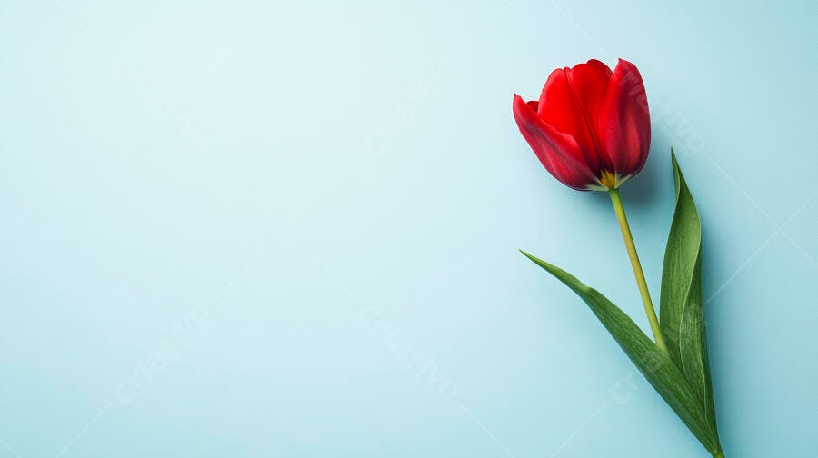 Tulipa vermelha vibrante com folhas verdes em fundo azul claro