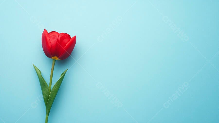 Tulipa vermelha vibrante com gotas de água em fundo azul claro minimalista