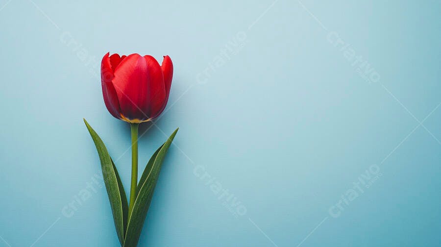 Tulipa vermelha vibrante com folhas verdes em fundo azul claro minimalista