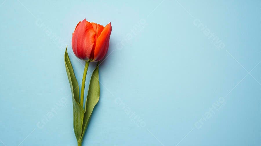 Tulipa laranja vermelha vibrante em fundo azul claro minimalista