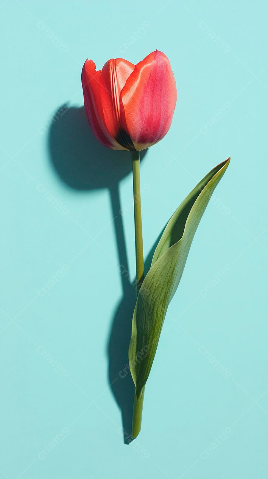 Tulipa vermelha e rosa com folha verde em fundo azul claro minimalista