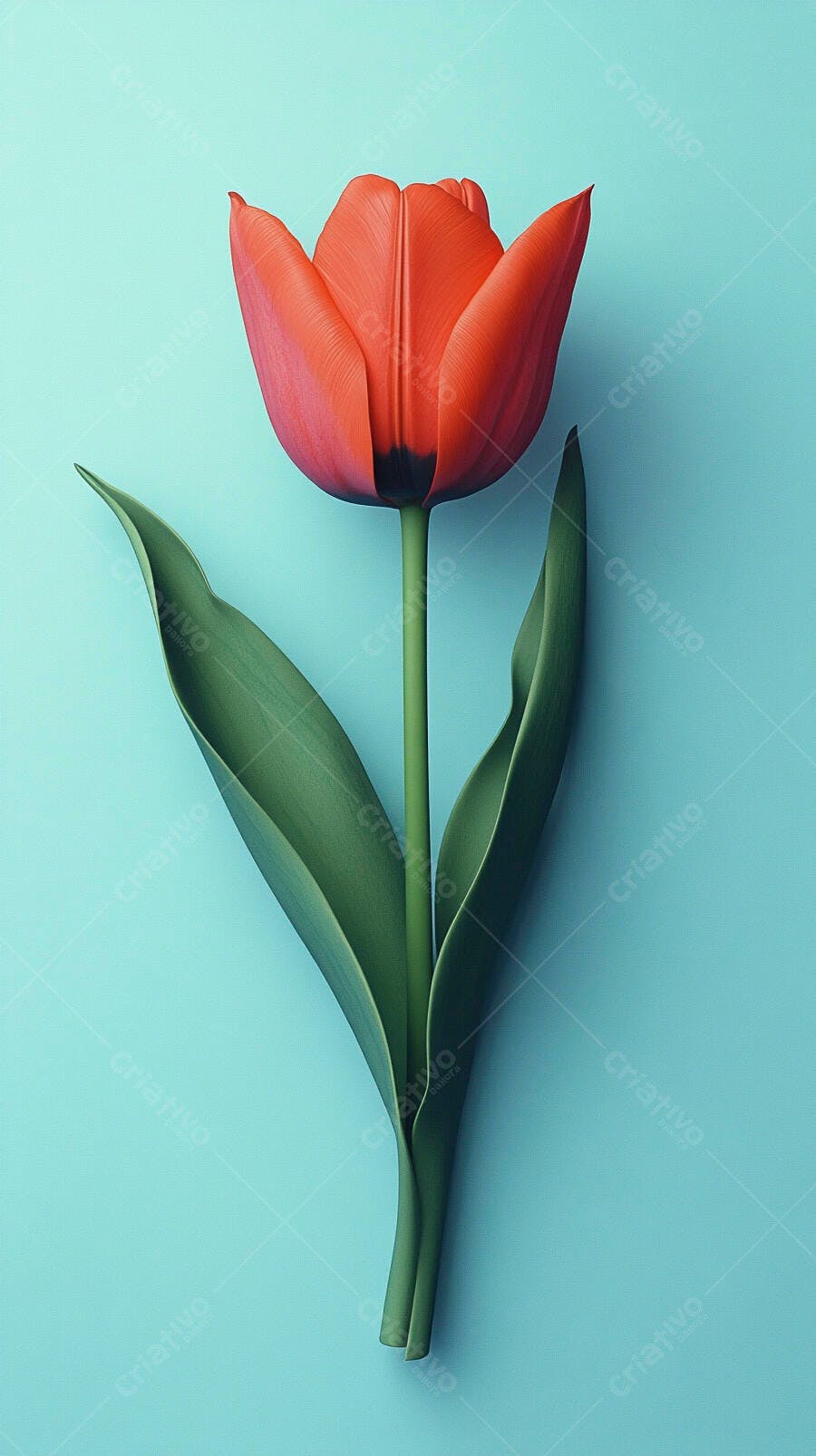 Tulipa vermelha vibrante com folhas verdes em fundo azul claro