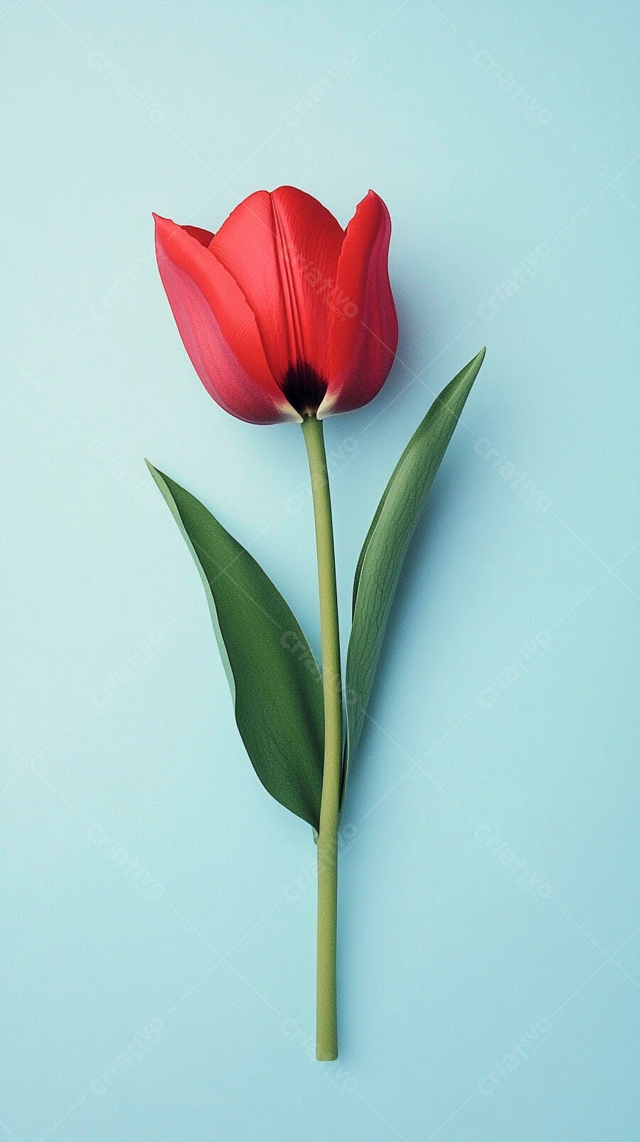Tulipa vermelha vibrante com haste verde em fundo azul claro
