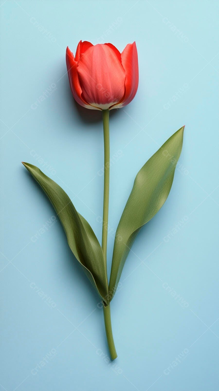 Tulipa vermelha vibrante sobre fundo azul claro minimalista