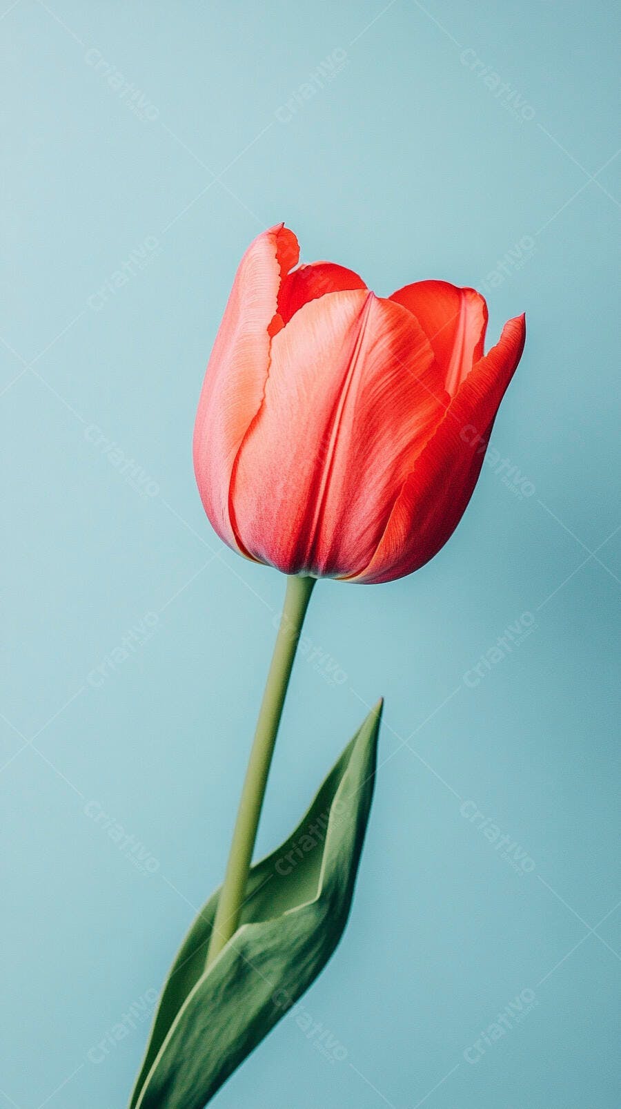 Tulipa vermelha vibrante em fundo azul claro