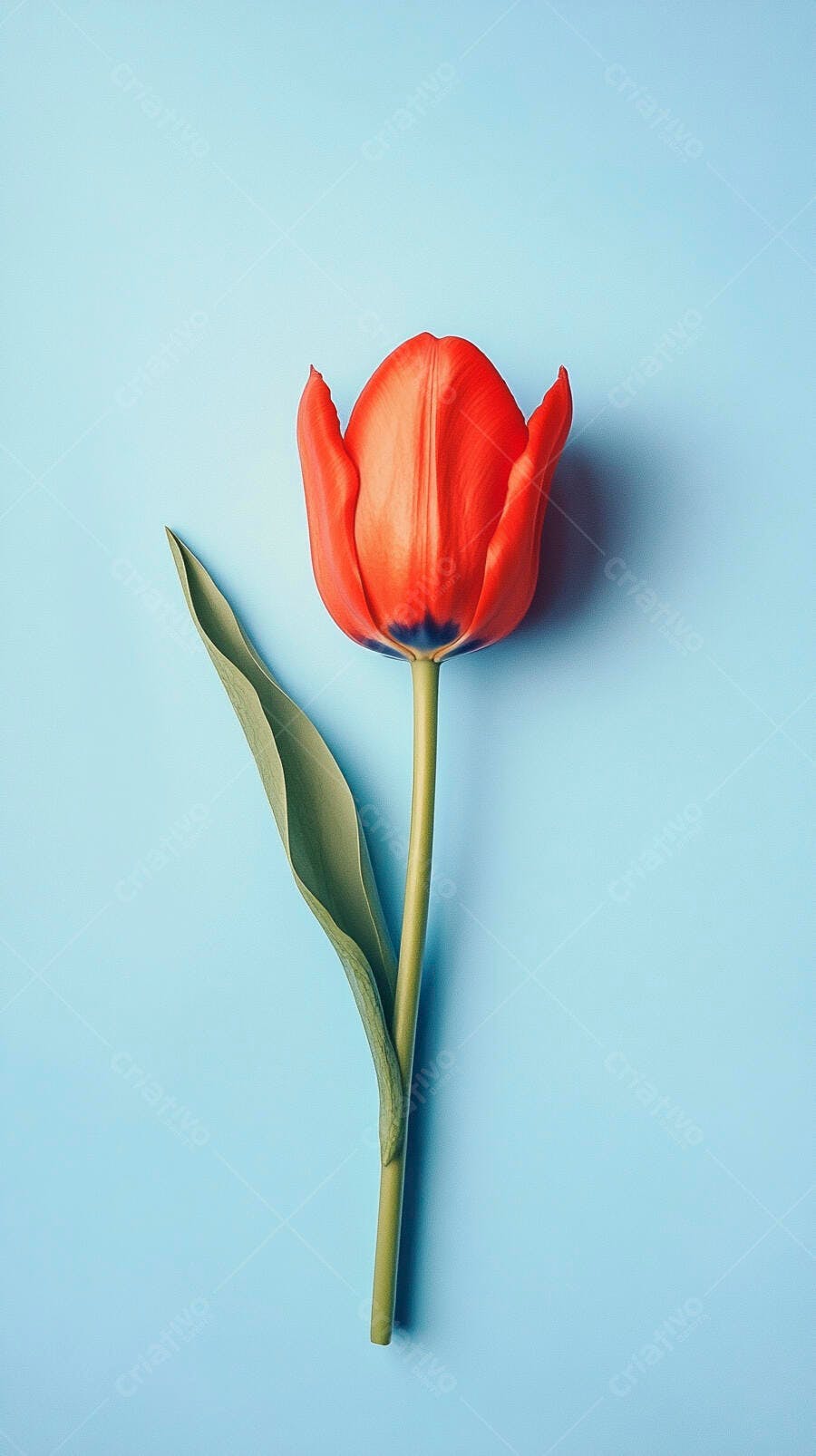 Tulipa vermelha com folha verde em fundo azul claro minimalista