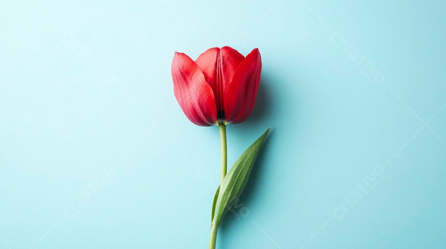 Tulipa vermelha vibrante com folha verde em fundo azul claro minimalista