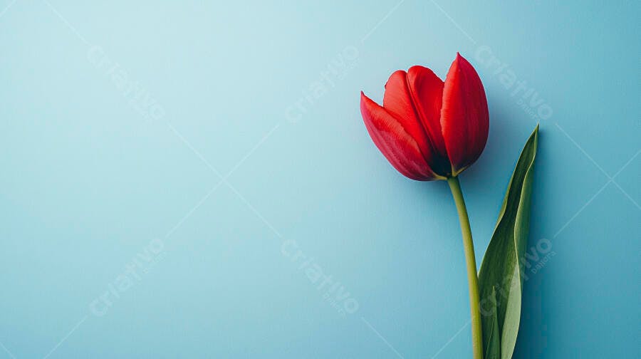 Tulipa vermelha vibrante em fundo azul claro com espaço para texto